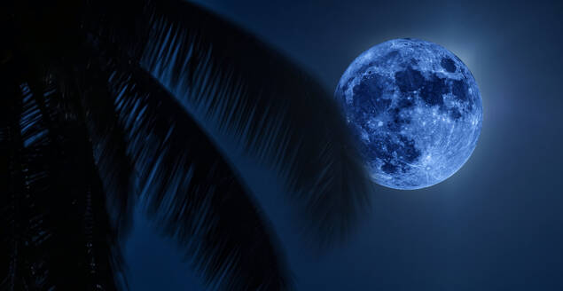 August Super Blue Moon on night sky with palm leaves in foreground - TETF02368