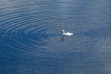 Trompeterschwan (Cygnus Buccinator) schwimmt auf der Seeoberfläche - TETF02398