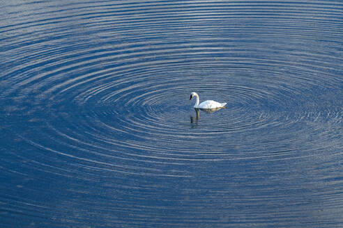 Trompeterschwan (Cygnus Buccinator) schwimmt auf der Seeoberfläche - TETF02398