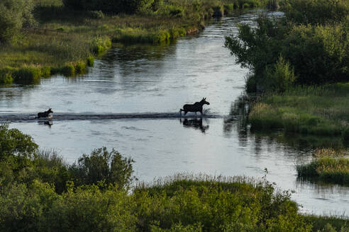 Cow moose (Alces Alces) leading calf across river - TETF02399