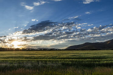 Sun rising over grain fields - TETF02402