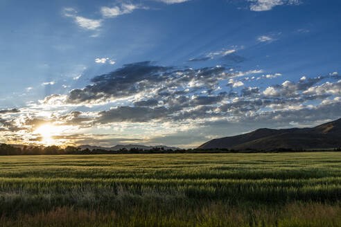 Sonnenaufgang über Getreidefeldern - TETF02402