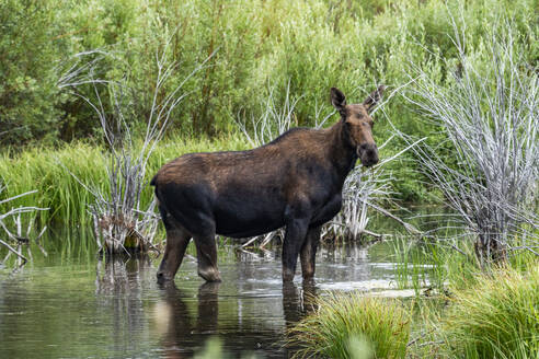 Cow moose standing in beaver pond - TETF02407