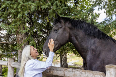 Ältere Frau streichelt die Wange eines großen Percheron-Zugpferdes - TETF02408