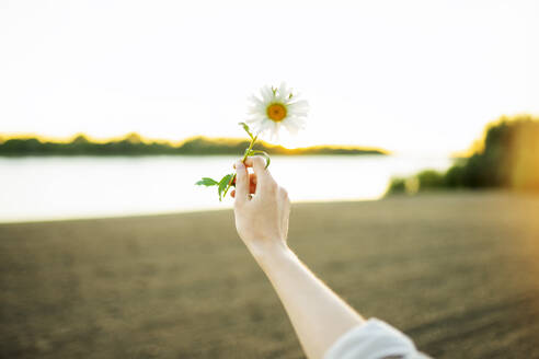 Woman holding chamomile flower on beach at sunset - TETF02458