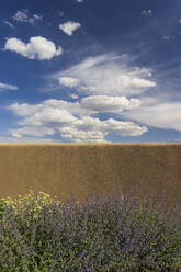 USA, New Mexico, Santa Fe, Blooming bushes in front of adobe wall - TETF02471