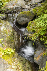 Stream flowing among rocks covered with moss - TETF02484