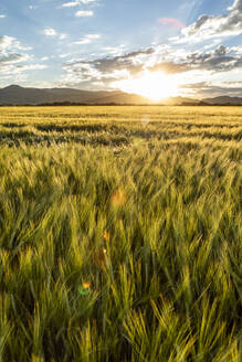 Sonnenaufgang über Getreidefeldern - TETF02485