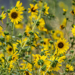 Clump of sunflowers blooming on summer day - TETF02487