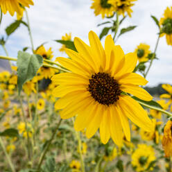 Clump of sunflowers blooming on summer day - TETF02488