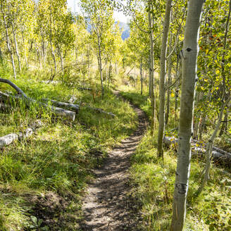 Footpath winding through aspen grove - TETF02494