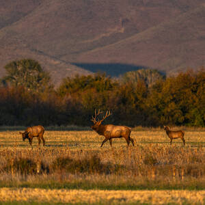 USA, Idaho, Bellevue, Herde von Elchen in ländlicher Landschaft im Herbst - TETF02495
