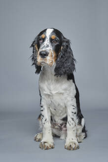 Porträt eines English Springer Spaniels vor grauem Hintergrund - TETF02525