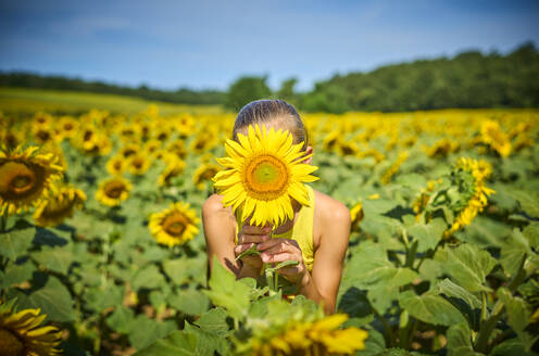 Girl holding sunflower over face at field - DIKF00797