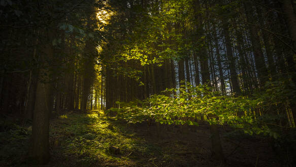 Germany, Hesse, Hunstetten, Light in dark lush forest - MHF00743