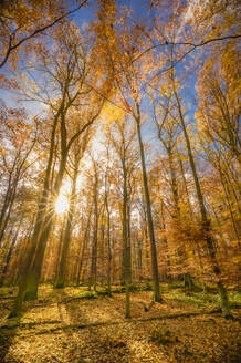 Deutschland, Hessen, Hunfelden, Sonne im Herbstwald - MHF00744