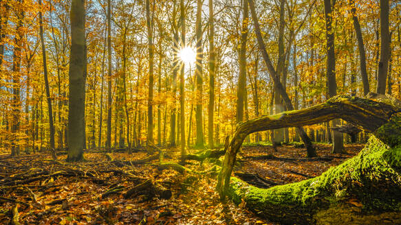 Germany, Hesse, Hunfelden, Sun in autumn forest - MHF00745