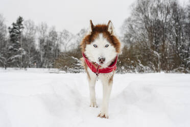 Husky-Hund auf Schneefeld - EYAF02928