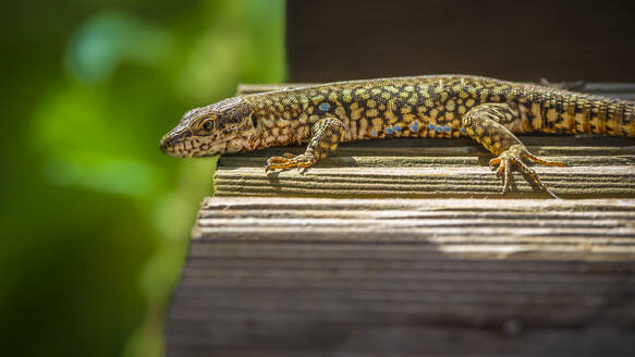 Portrait of spotted lizard lying on wooden surface - MHF00758
