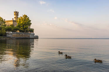 Deutschland, Baden-Württemberg, Langenargen, Enten schwimmen vor dem Schloss Montfort in der Morgendämmerung - WDF07510