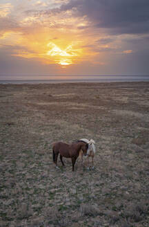 Luftaufnahme von Pferden entlang des Elton-Sees bei Sonnenuntergang, Oblast Wolgograd, Russland. - AAEF25150