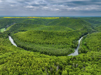 Luftaufnahme der Thayaschleifen und der Wälder im Nationalpark Thayatal mit Rapsfeldern in Tschechien, Merkersdorf, Niederösterreich, Österreich. - AAEF25303