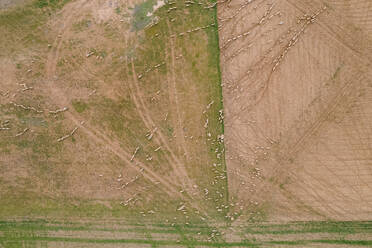 Aerial view of a herd of sheep grazing along the Tuz Lake (Tuz Golu) in Central Anatolia Region, Ankara, Turkey. - AAEF25573