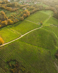 Aerial view of vineyards on the hill at sunset in Autumn, Irpinia, Avellino, Campania, Italy. - AAEF25736