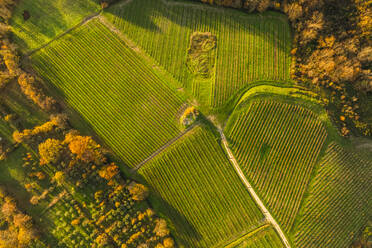 Luftaufnahme von Weinbergen auf einem Hügel bei Sonnenuntergang im Herbst, Irpinia, Avellino, Kampanien, Italien. - AAEF25743