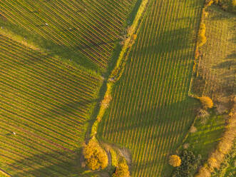 Luftaufnahme von Weinbergen auf einem Hügel bei Sonnenuntergang im Herbst, Irpinia, Avellino, Kampanien, Italien. - AAEF25762