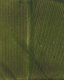 Luftaufnahme von Weinbergen auf einem Hügel bei Sonnenuntergang im Herbst, Irpinia, Avellino, Kampanien, Italien. - AAEF25764