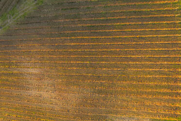 Luftaufnahme von Weinbergen auf einem Hügel bei Sonnenuntergang im Herbst, Irpinia, Avellino, Kampanien, Italien. - AAEF25776