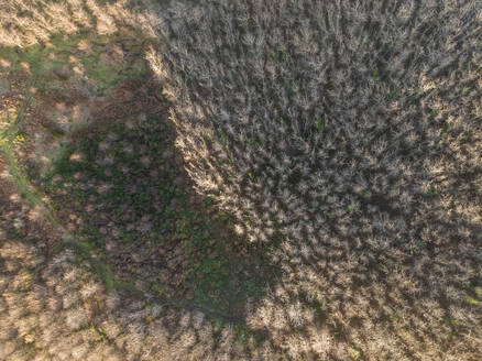Luftaufnahme von Waldbäumen auf dem Monte Pergola bei Sonnenuntergang in der Nähe von Solofra, Avellino, Irpinia, Kampanien, Italien. - AAEF25819