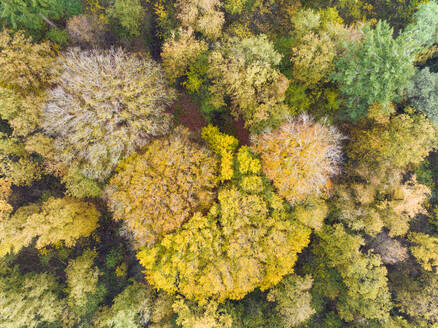 Abstrakte Luftaufnahme des Waldes Rijsterbos in Herbstfarben, Mirns, Gaasterland, Friesland, Niederlande. - AAEF25970