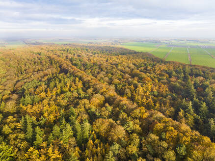 Luftaufnahme des alten Mischwaldes Rijsterbos in Herbstfarben, Rijs, Gaasterland, Friesland, Niederlande. - AAEF25971