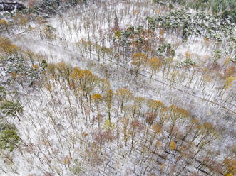 Luftaufnahme eines Mischwaldes in bunten Herbstfarben, bedeckt mit Schnee entlang eines Grabens, De Witte Bergen, Asten, De Peel, Noord-Brabant, Niederlande. - AAEF25972