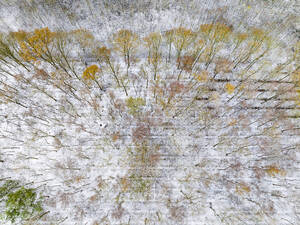 Luftaufnahme eines Mischwaldes in bunten Herbstfarben, bedeckt mit Schnee entlang eines Grabens, De Witte Bergen, Asten, De Peel, Noord-Brabant, Niederlande. - AAEF25973