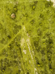 Luftaufnahme von verstreuten Sträuchern auf flachem Land, die ein punktuelles Muster in der Landschaft bilden, Australien. - AAEF26020