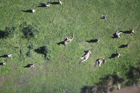 Luftaufnahme von Kängurus, die in der australischen Landschaft herumhängen, Australien. - AAEF26037
