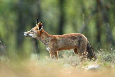 Seitenansicht eines jungen Rotfuchses, der wachsam im Wald steht und dessen Fell mit der natürlichen Umgebung verschmilzt - ADSF52625