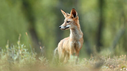 Ein junger Rotfuchs steht elegant auf einer Waldlichtung und starrt auf etwas in der Ferne - ADSF52627