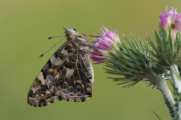 Nahaufnahme eines Vanessa cardui-Schmetterlings mit braunen, orangefarbenen und weißen Flügeln, der sich an einer lila Distelblüte vor einem glatten grünen Hintergrund festhält - ADSF52628