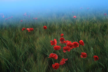 Mystische Landschaft mit roten Mohnblumen, die sich in einem Meer aus grünem Weizen abheben, eingehüllt in einen verträumten Morgennebel, der ein Gefühl von Mysterium und Verzauberung erzeugt - ADSF52630