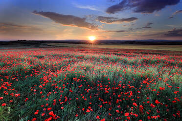 Atemberaubende Landschaft eines Mohnfeldes bei Sonnenuntergang, wenn die Sonne tief am Horizont steht und ein warmes Licht auf die leuchtend roten Blüten wirft - ADSF52631