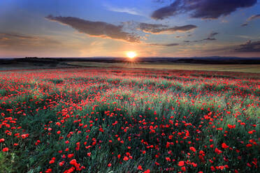 Breathtaking landscape of a poppy field at sunset with the sun dipping low on the horizon, casting a warm glow over the vibrant red flowers - ADSF52631