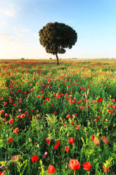Ein einzelner Baum steht inmitten eines Feldes voller roter Mohnblumen, unter dem klaren blauen Himmel einer lebendigen ländlichen Landschaft - ADSF52632