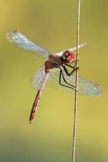 Nahaufnahme einer rotäugigen Libelle, die sich an einen Zweig klammert, mit Tautropfen auf ihren zarten, transparenten Flügeln, vor einem zartgelben Hintergrund. - ADSF52635