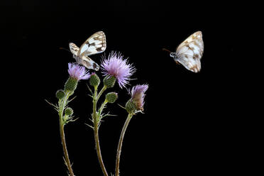 Melanargia occitanica, ein schachbrettartig gemusterter Schmetterling, auf violetten Distelblüten vor einem schwarzen Hintergrund - ADSF52642