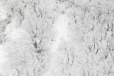 Eine Luftaufnahme eines verschneiten Waldes in Guadalajara, Spanien, mit weiß bedeckten Bäumen und einem klaren Weg, der sich durch den Wald schlängelt. - ADSF52646