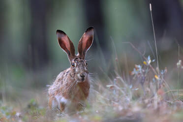 Nahaufnahme eines braunen Hasen mit großen Ohren und wachen Augen inmitten des Unterholzes eines Waldes als Beispiel für Wildtiere in ihrem natürlichen Lebensraum - ADSF52656